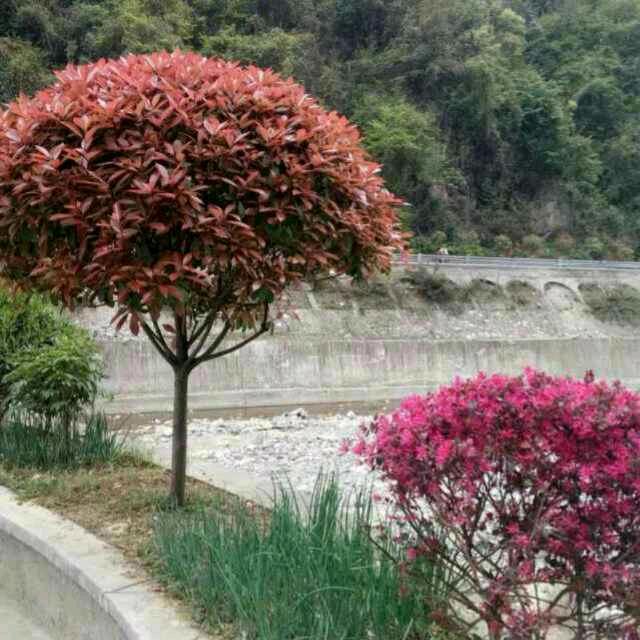 顺哥