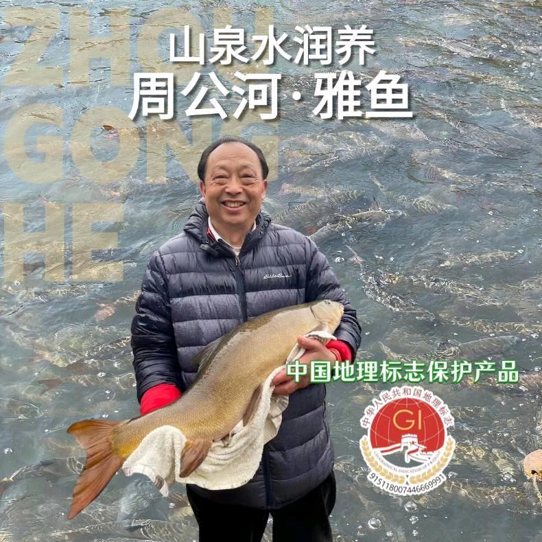 雅安周公河雅鱼