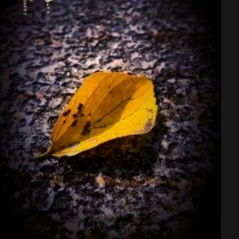 ✨💕ꦿ᭄一片秋✨叶༉ᩚ᭄