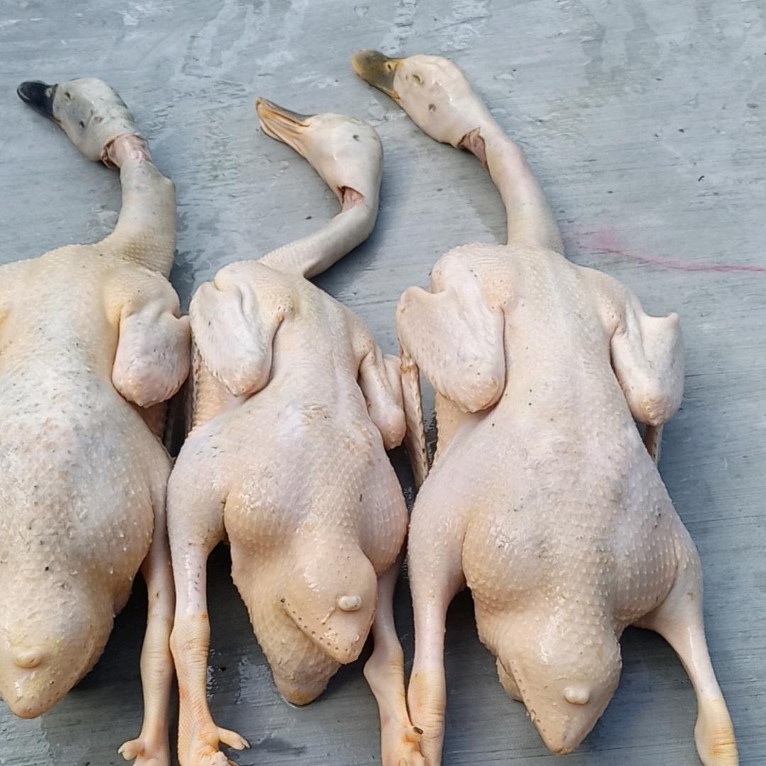 夏夜的徽风