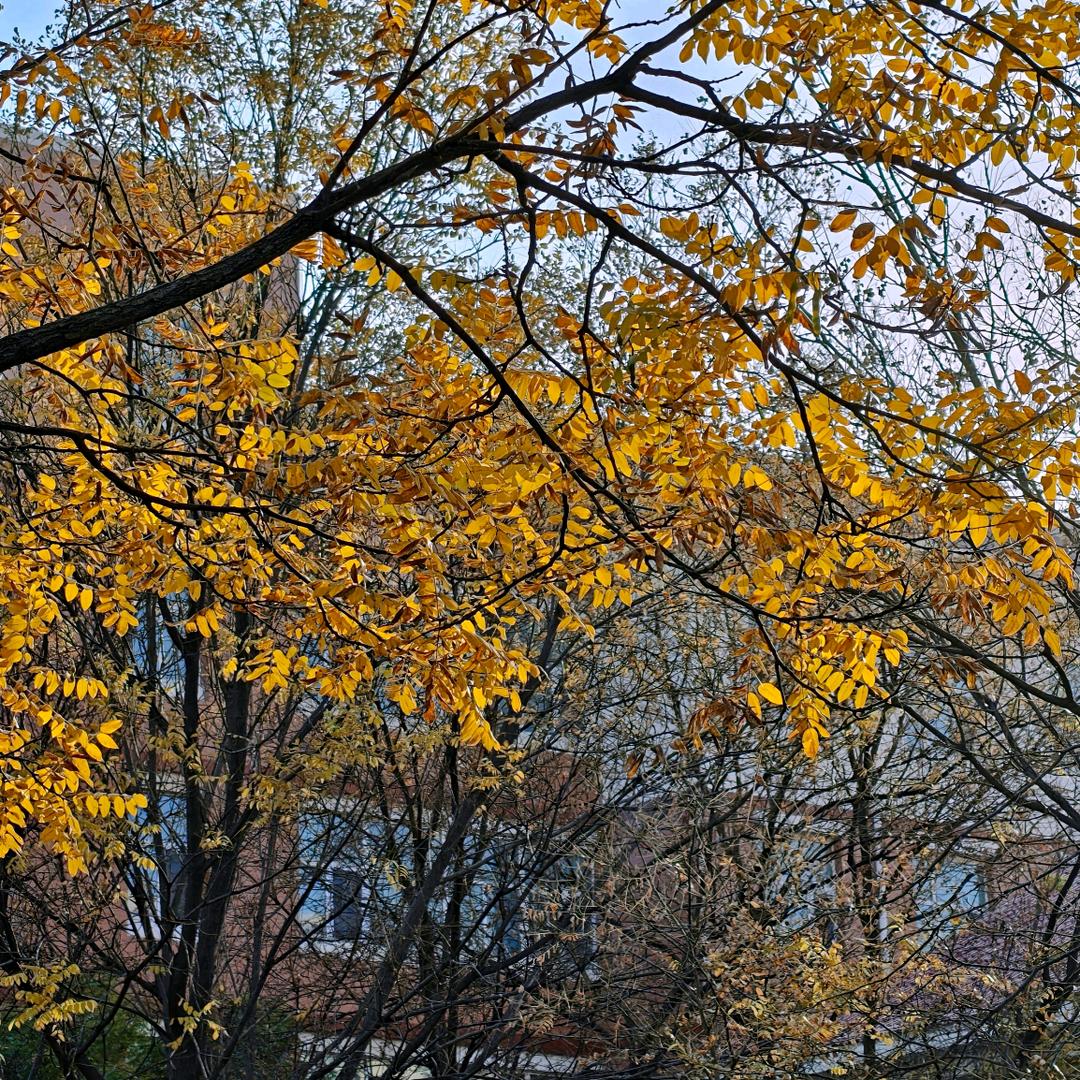 桃李春风农场的橘子