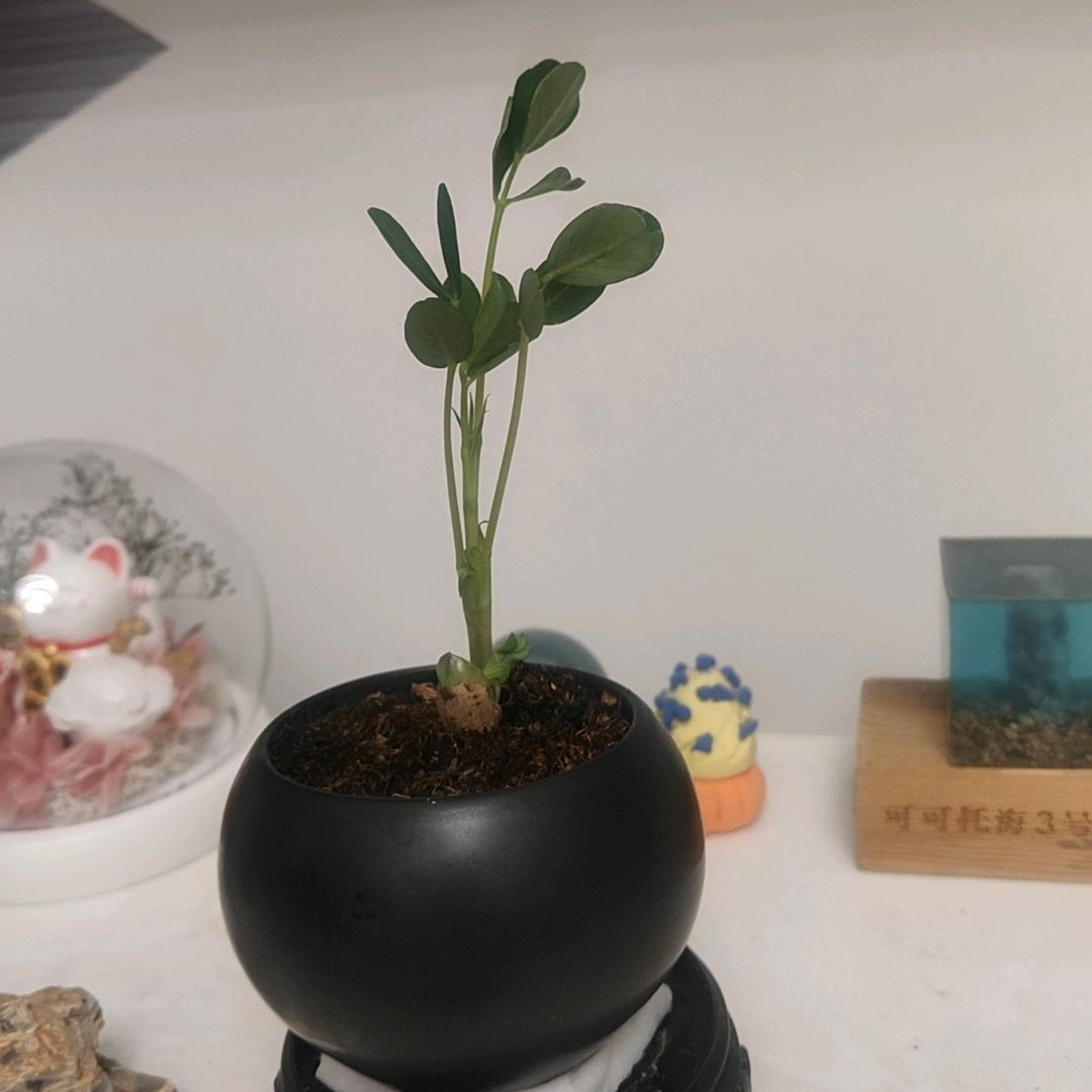 鲸落