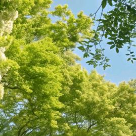 吉星🌿高赵🌴
