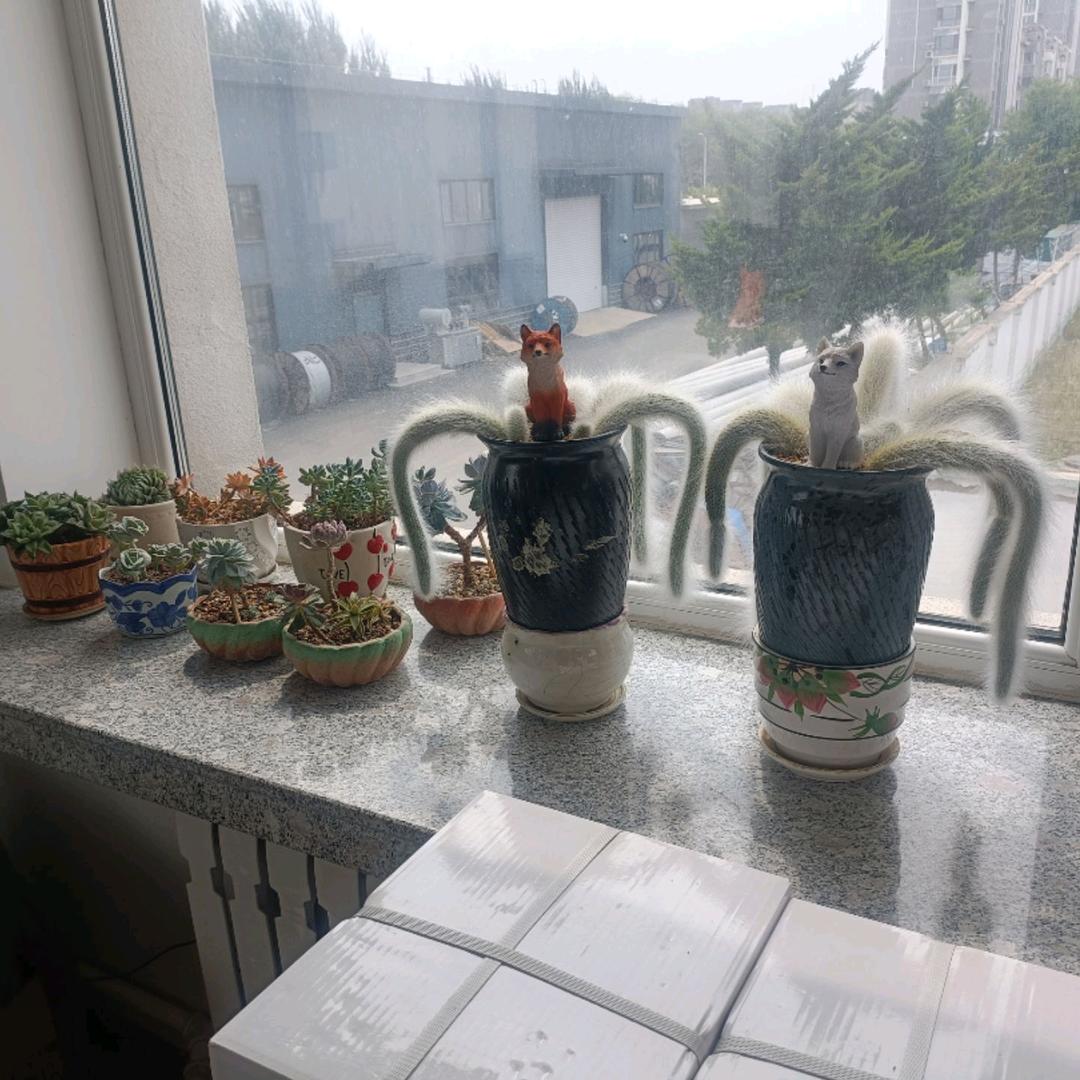 ( ﹡ˆoˆ﹡ )( ﹡ˆoˆ﹡ )