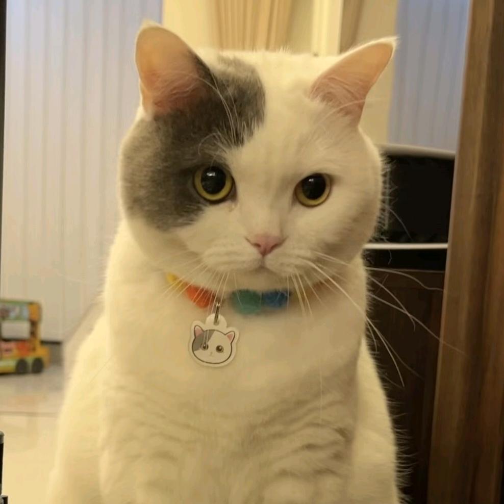 小猫咪咪