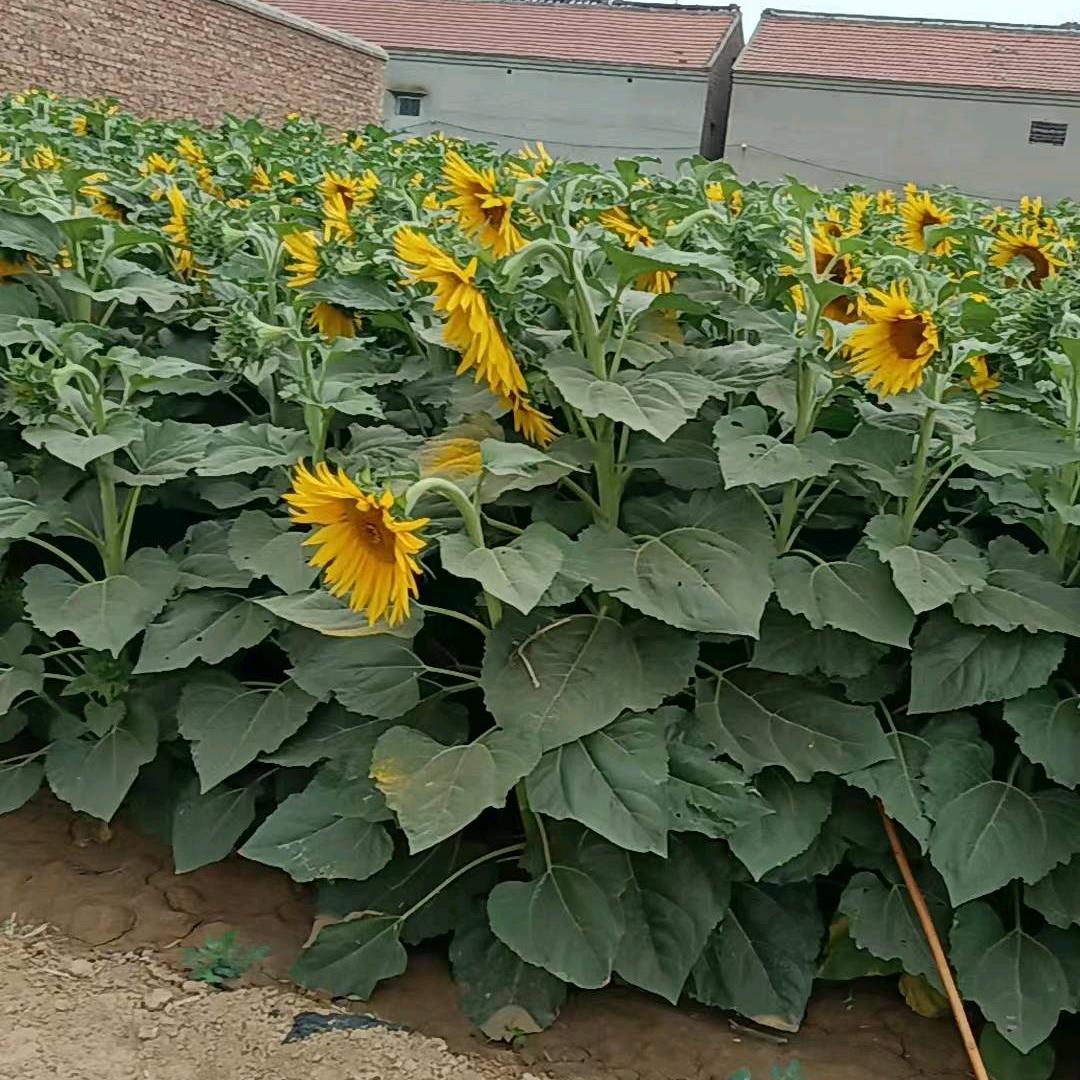 没有合适的名字