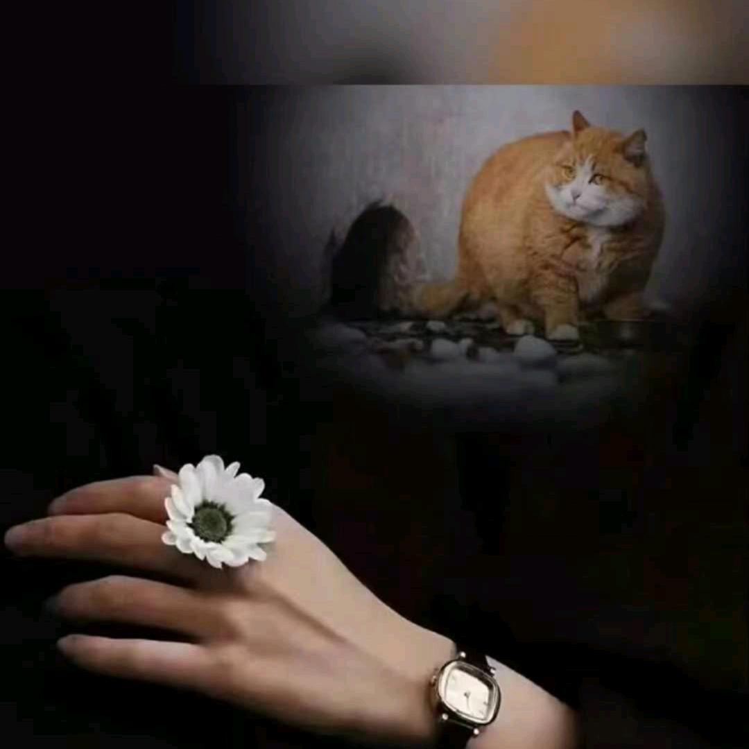 凉    拌