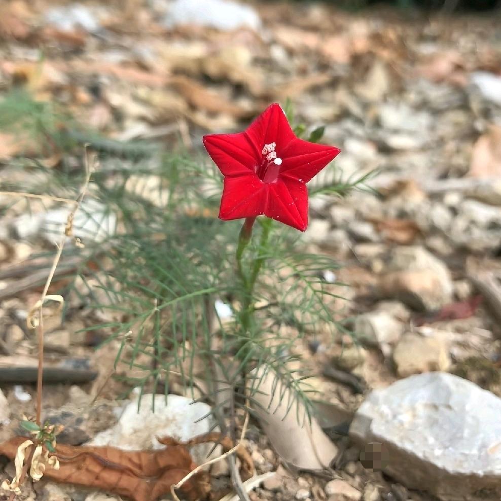 檀悦即心