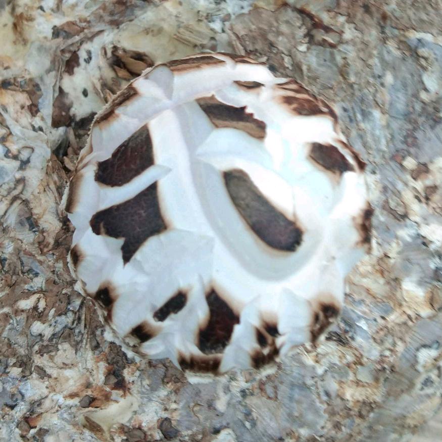 郧阳香菇