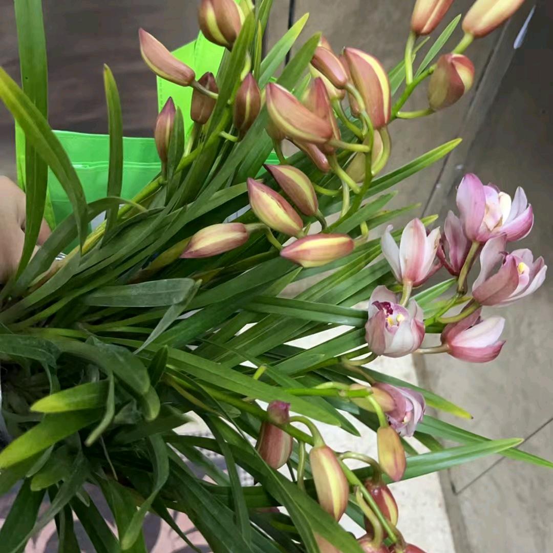 狗尾巴草