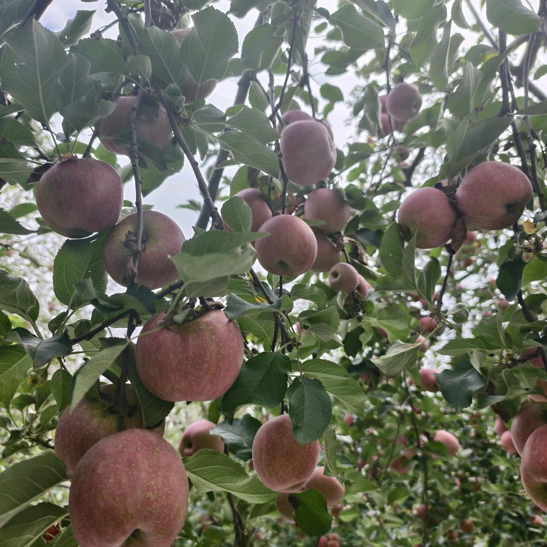 昭阳区果业精品店