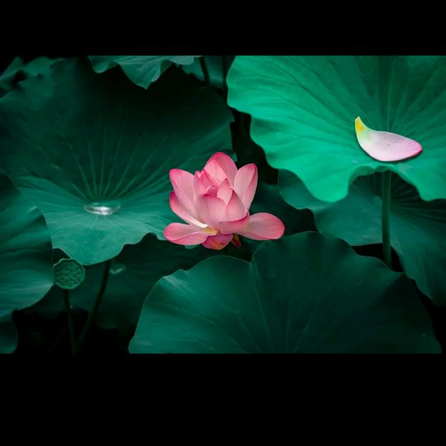 清菏