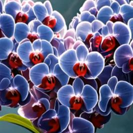 （∴爱∴音∴乐∴）