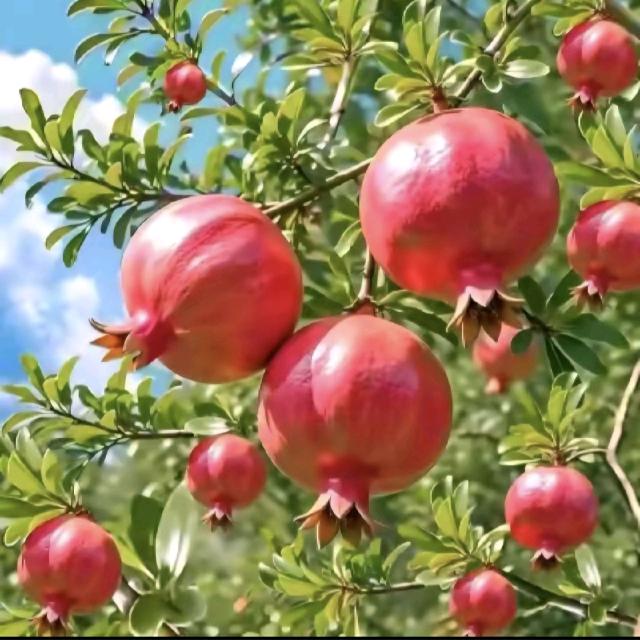 ━╋う星辰╰☆╮无名珠