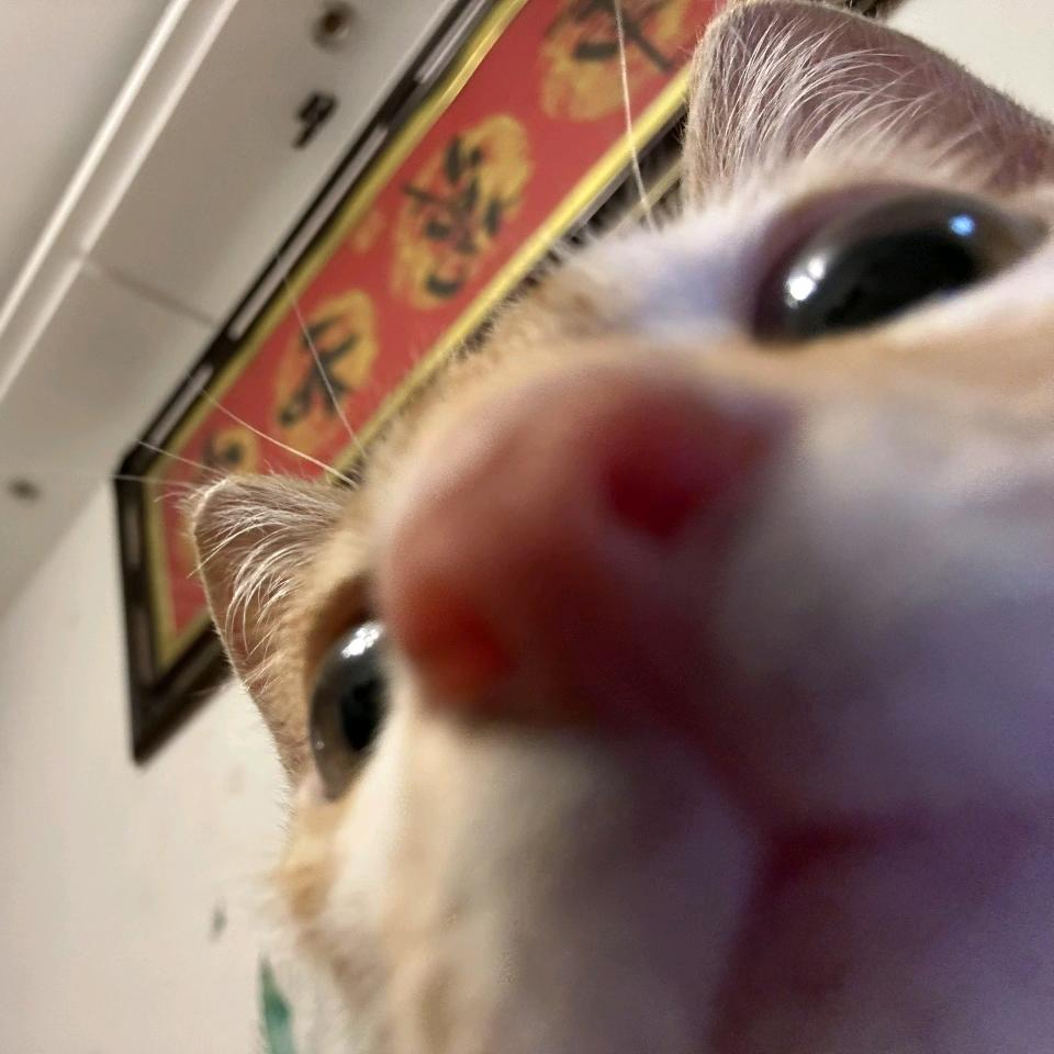 葱花小鱼砍光天下桂花树