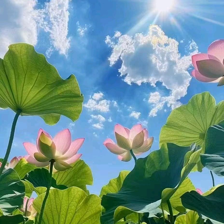 游乐园的言先生