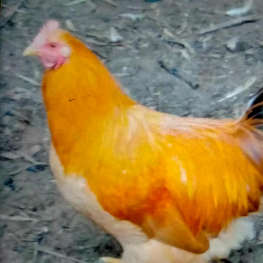 梁汉回收农村家鸡