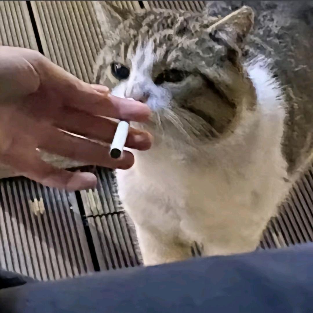 𑪞 霍华小布清水
