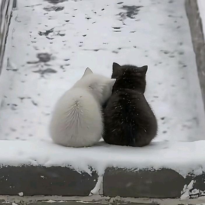 毛孩子王