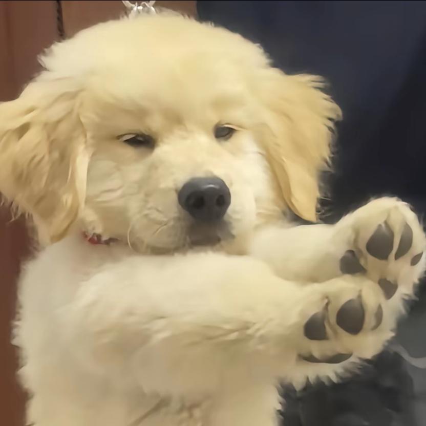 鹤微