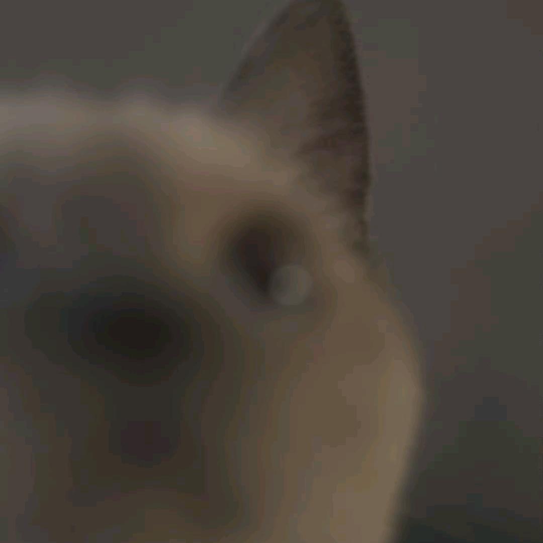 八脚章鱼