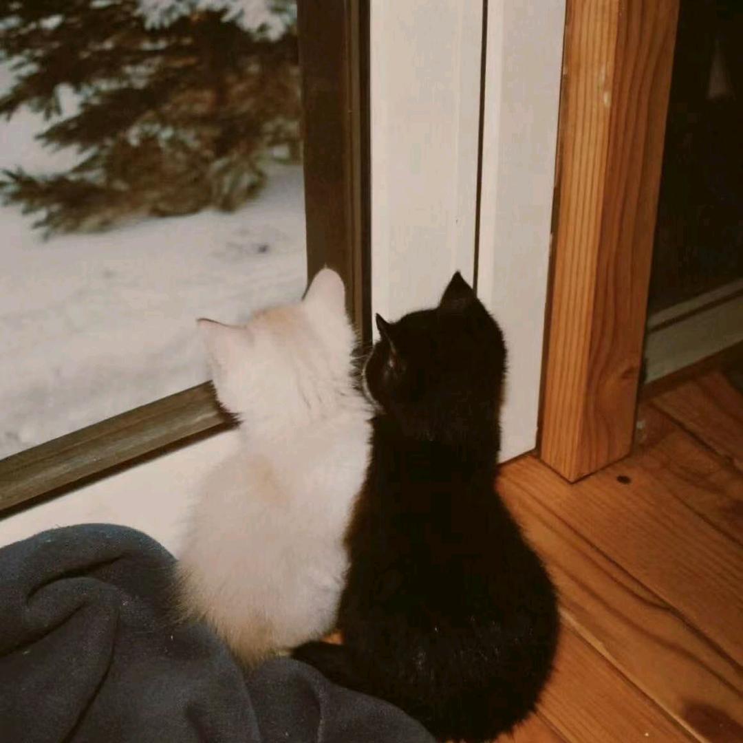 今晚把你们豆沙了