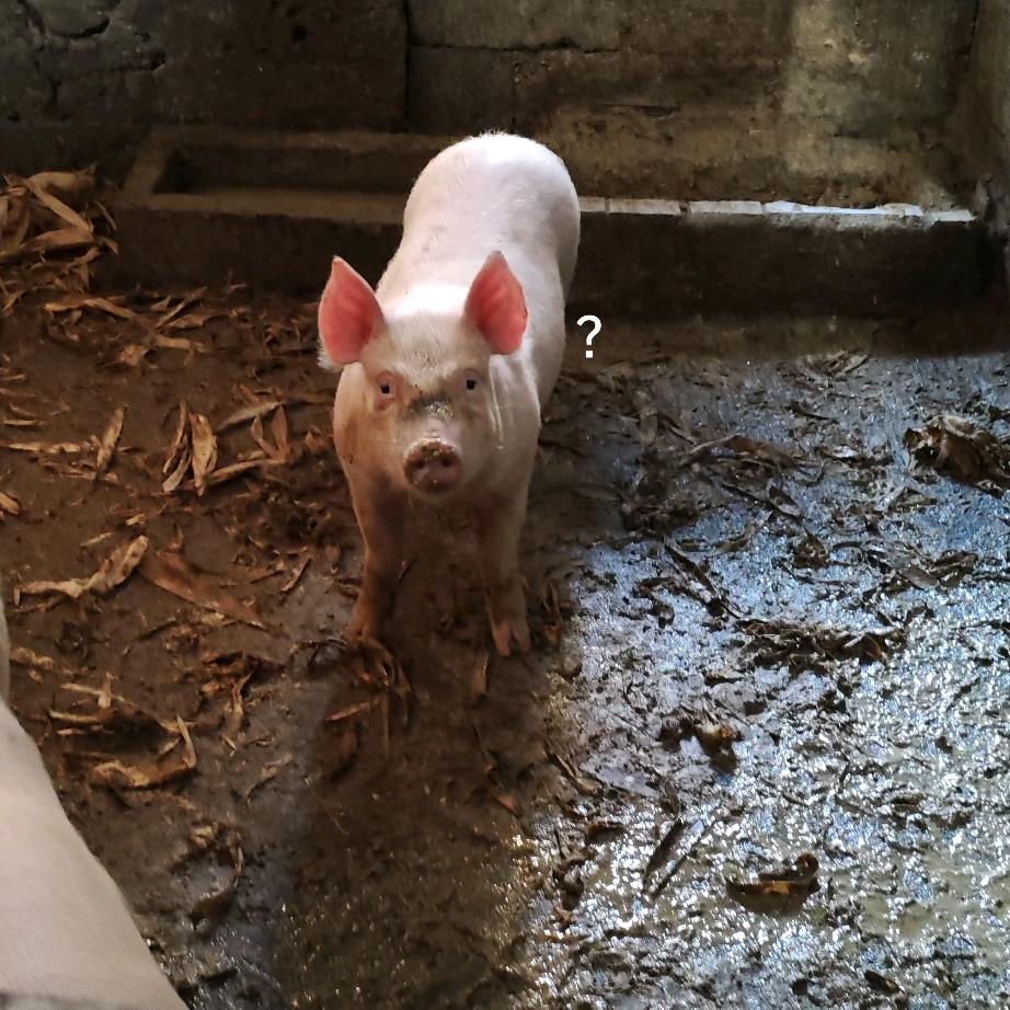 看不见我是一只居吗