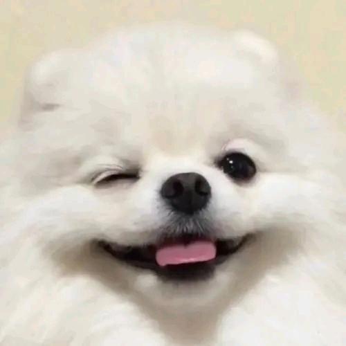《小芹的生活优港》