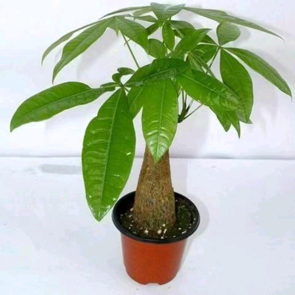 天涯若比邻