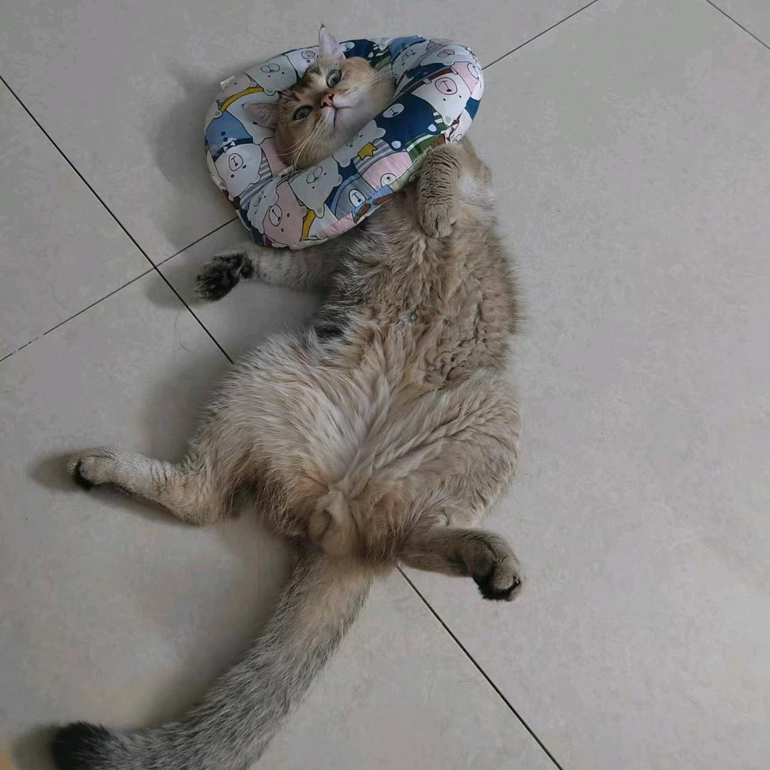 猛男大豆包头像
