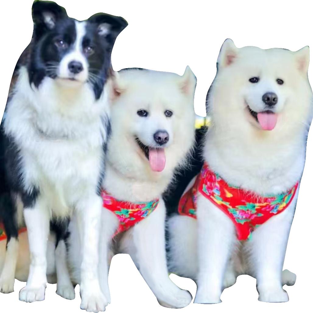 萨摩爸爸