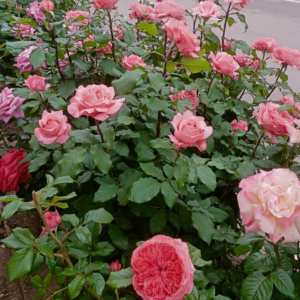 苏芳