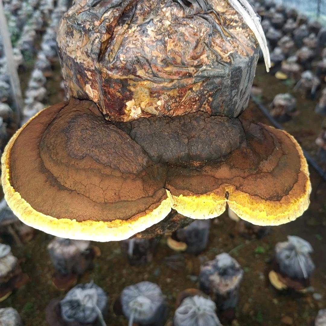 静萱桑宝农产品