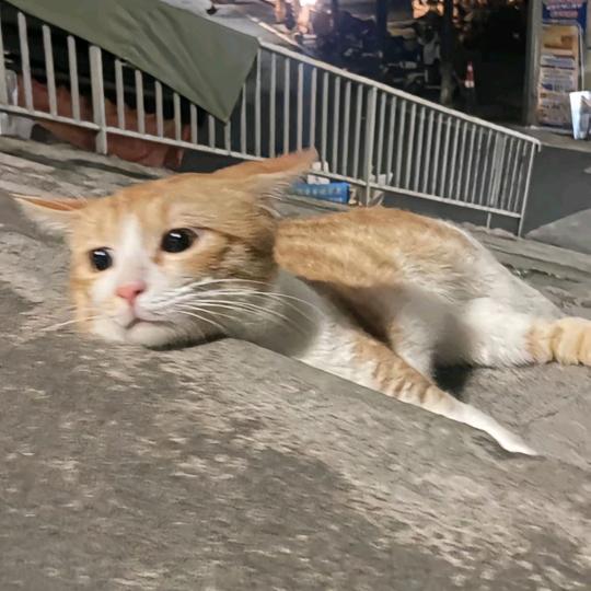 蛋挞皮