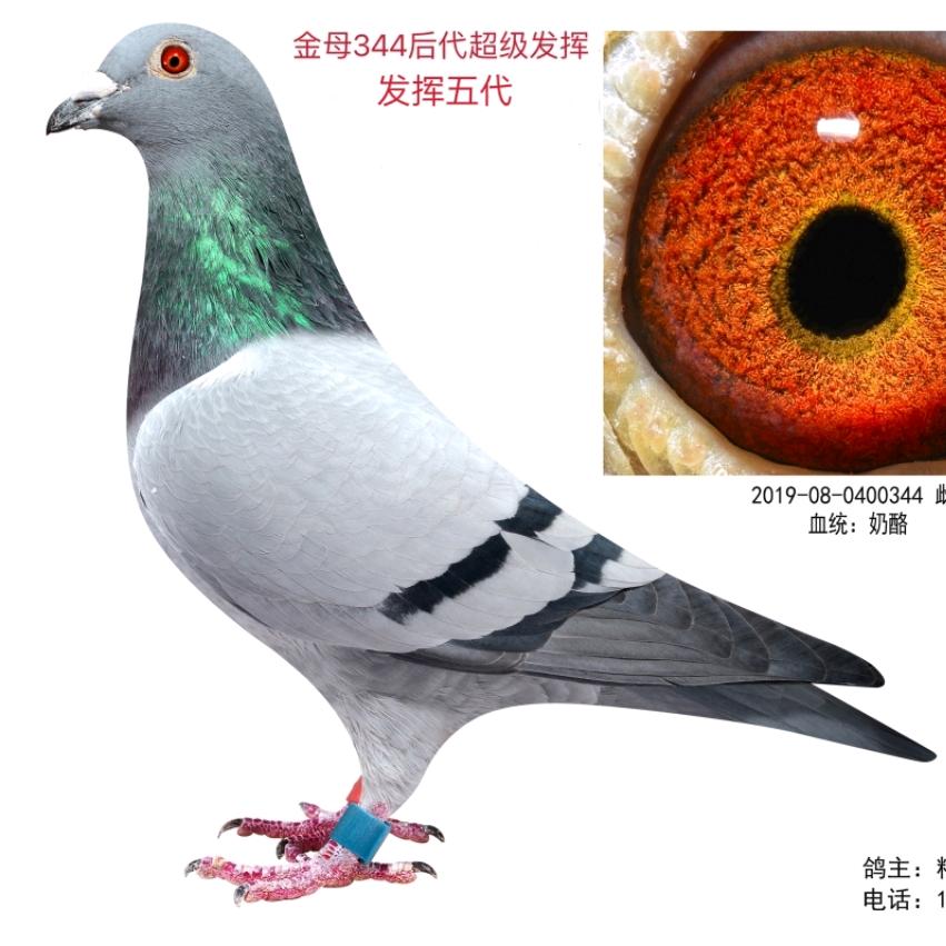 精英赛鸽用品-孙闯