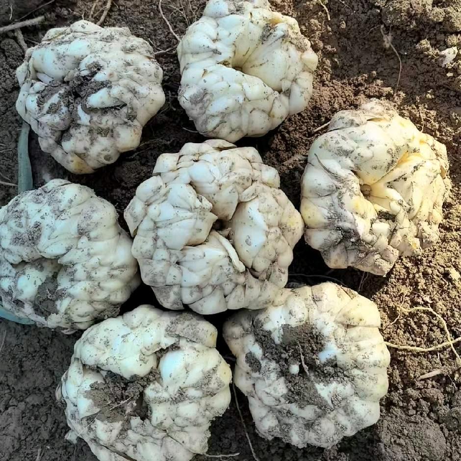 隆回百合种植基地小熊