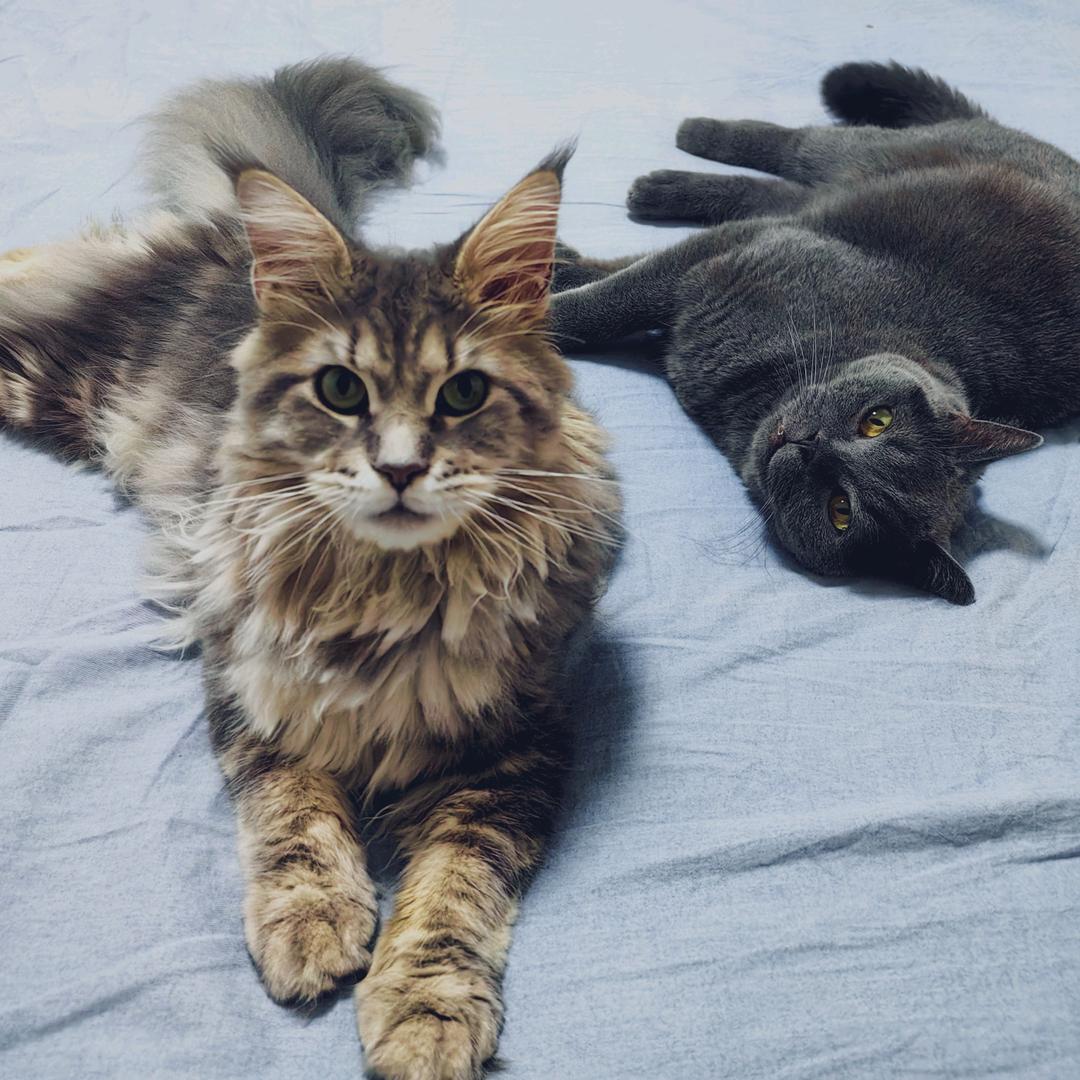 虎虎🐯憨憨🐻又可爱🐱