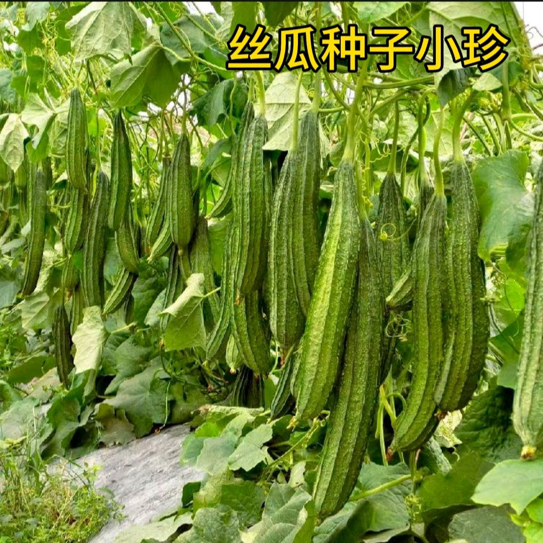 丝瓜种子小珍