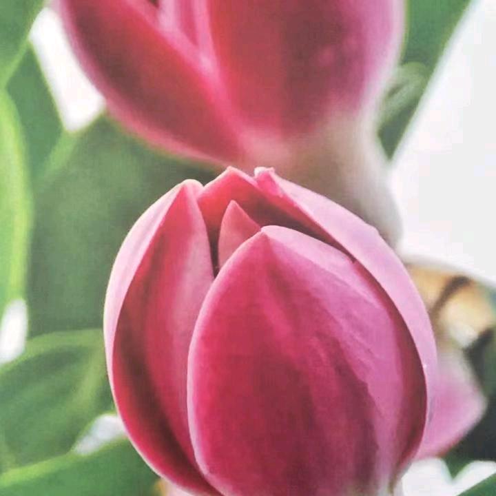 林睿