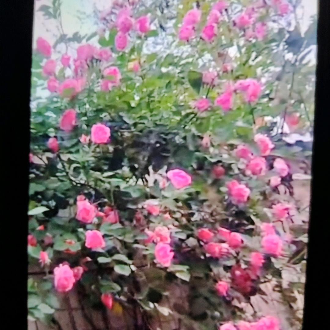 晴晴妈（直播筹备中）试播