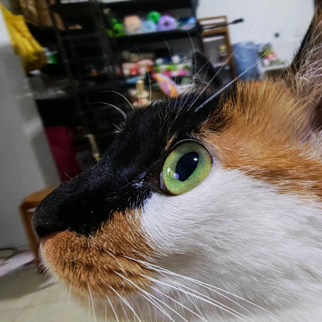 木拓
