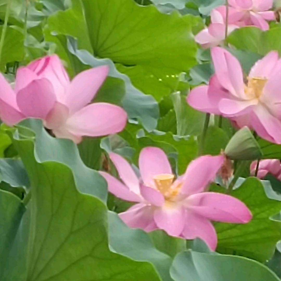 小辣椒