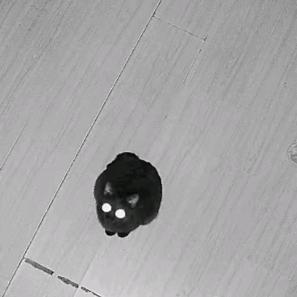 漂亮崽崽
