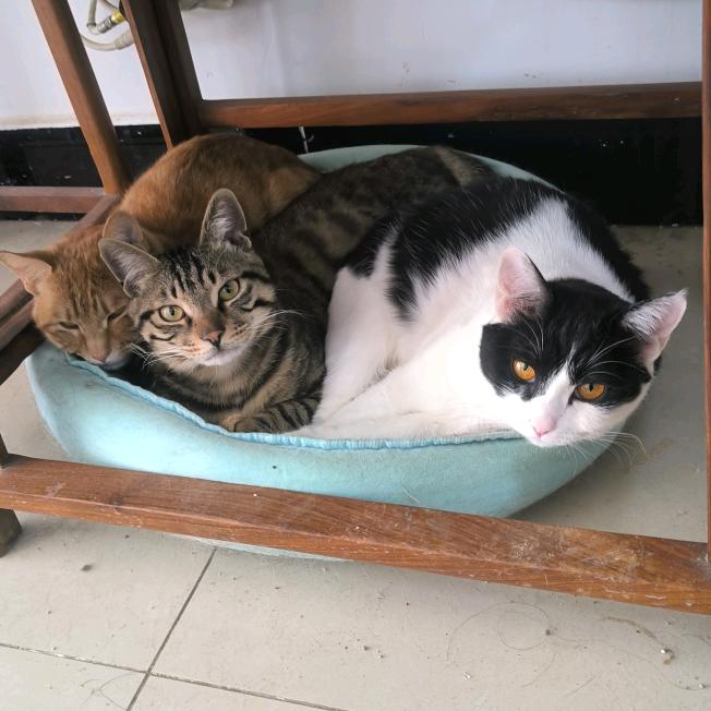 coco和六只猫的同居生活