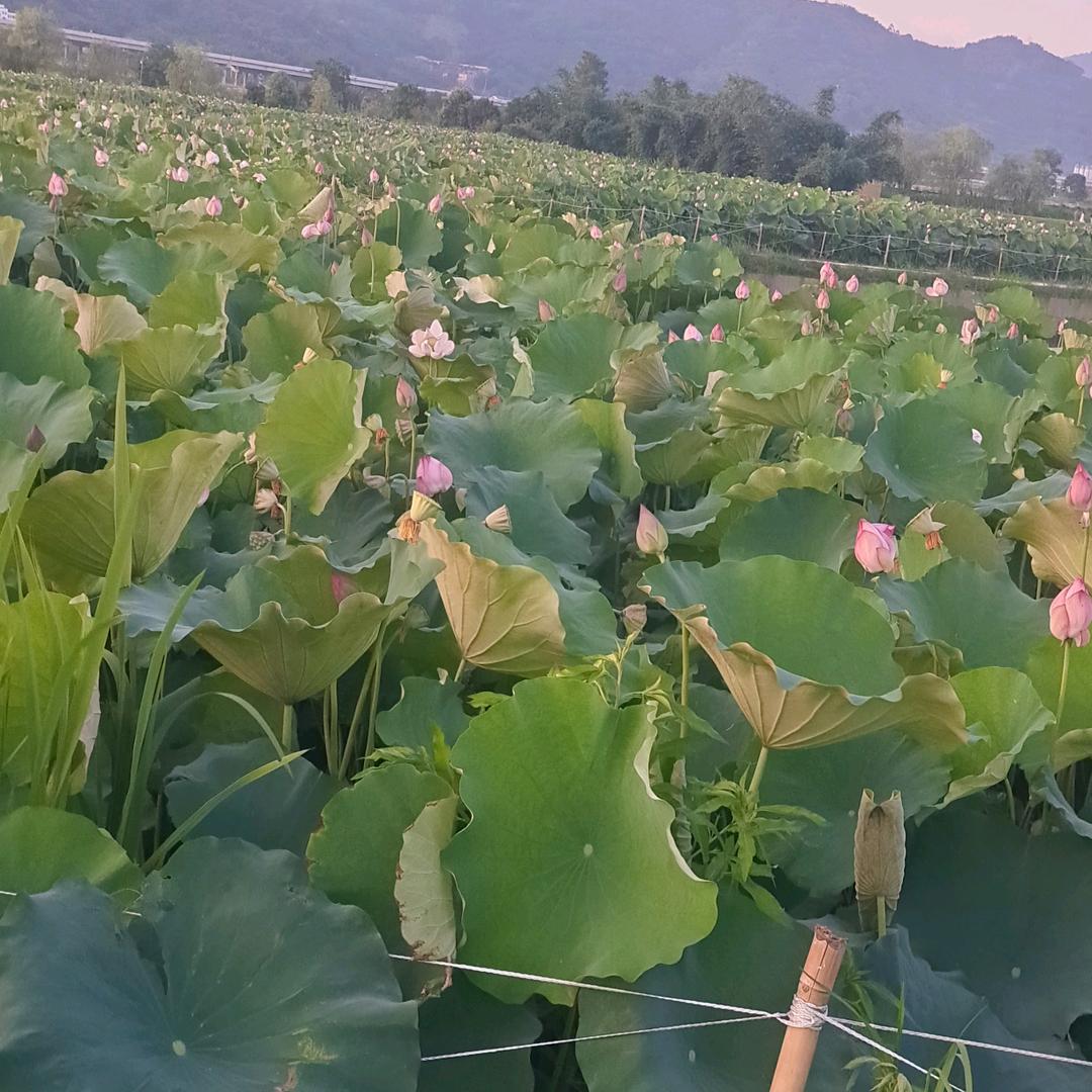 爱之深，恨之切
