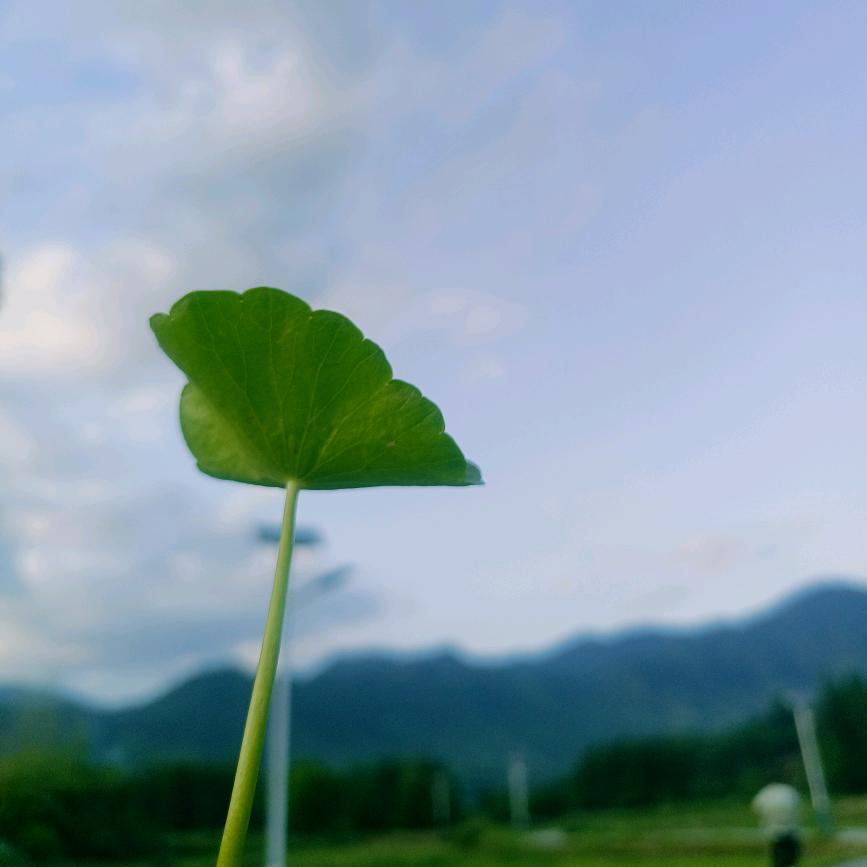 我是巧克力蛋高😂