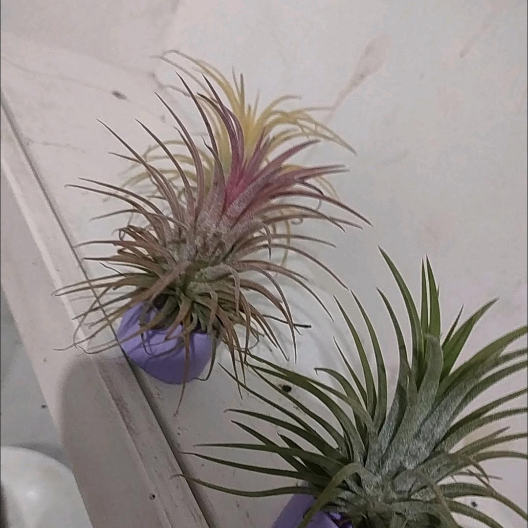 看透