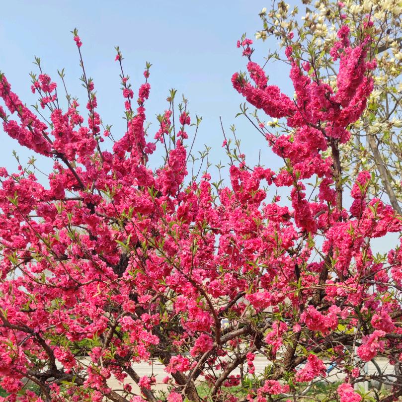 秋水（短视频）