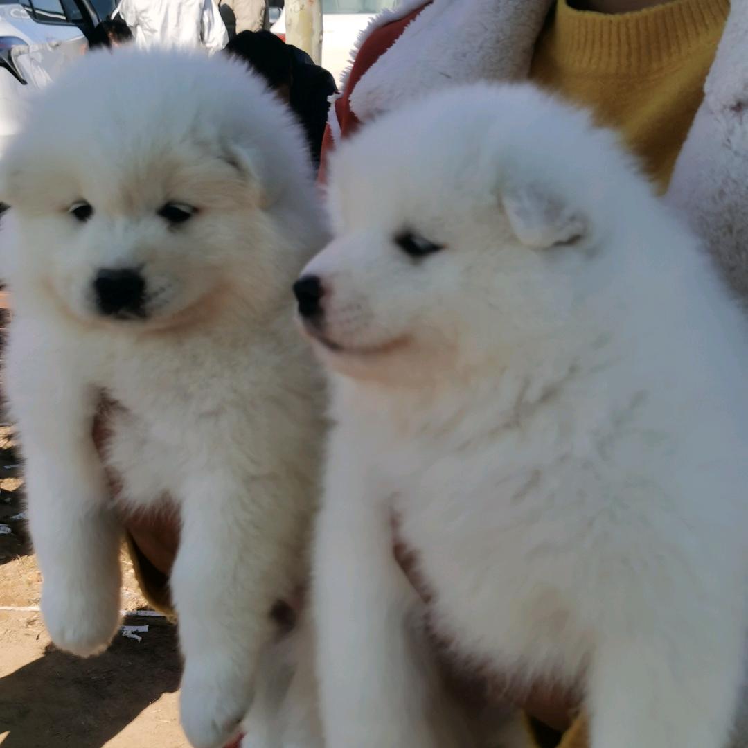 阿拉斯加🐶