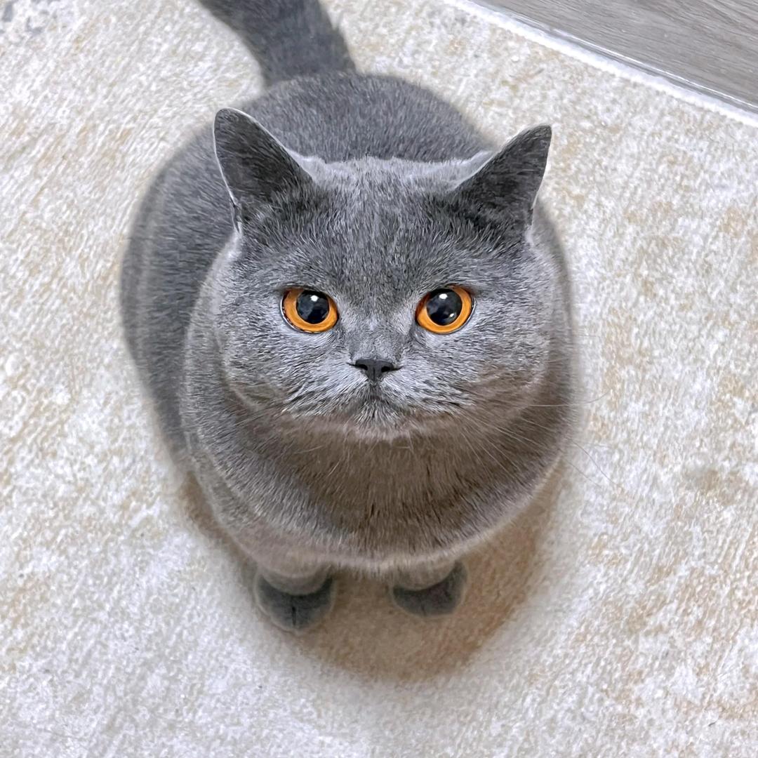 蓝猫幼崽